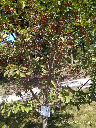 北美海棠果实累累