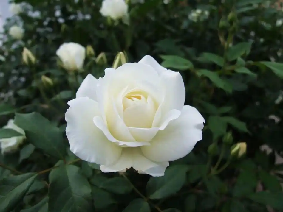 冰清玉洁(白月季花)