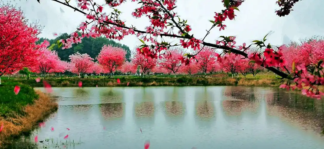 点击一下,一次看遍春天的美景!