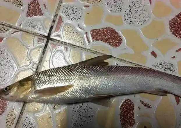 大家看这是第一条鱼,鱼嘴上有胡须,身体呈银黄色,看外形很像剑鱼,乍一