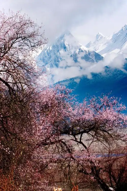 桃花盛开的地方---西藏林芝,波密春天秘境(副本)
