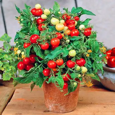 日本sakata*红粉鸟小番茄 进口蔬菜果种子盆栽观赏四季种室内易活