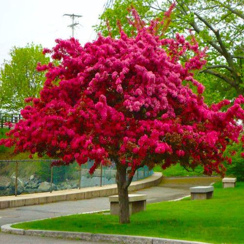 盆栽花卉风景树庭院植物大型别墅海棠树当年开花 3公分粗下单备注品种