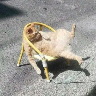 近期的沙雕小动物头像