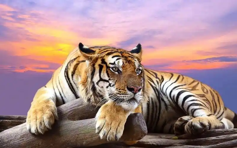 老虎图片大全野生老虎图片