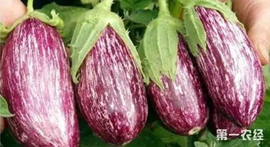 杂交新品种茄子彩色茄子