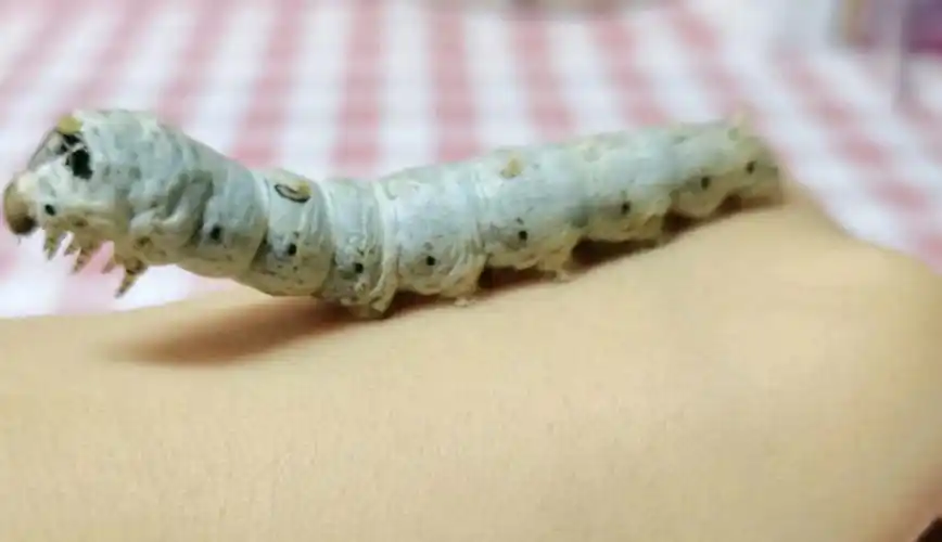 有幸见证了蚕宝宝的一生