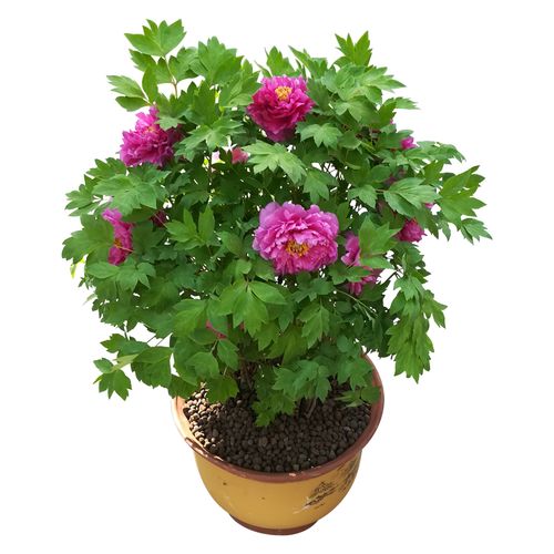 牡丹芍药花苗盆栽河南洛阳牡丹绿植阳台植物带花发货年宵花耐寒包
