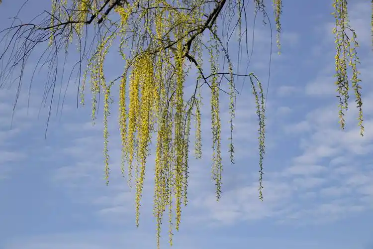 春风吹绿虞河柳