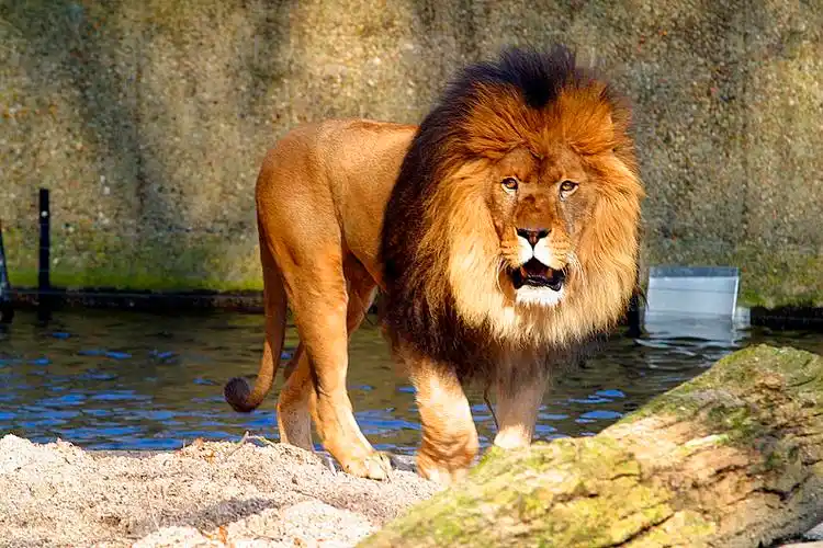 漂亮,狮子,国王_高清图片_全景视觉