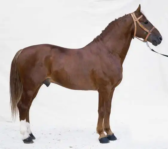 无人,站,横图,室内,特写,白天,白色背景,侧面,马,野生动物,注视,一匹