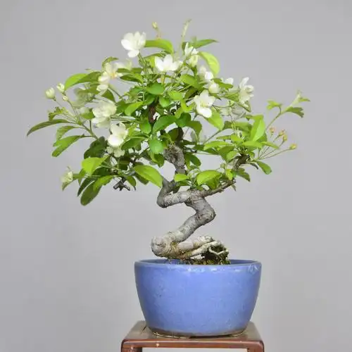 中国记忆日本三叶海棠17  春开花秋结果 小品盆景盆栽微进口现货