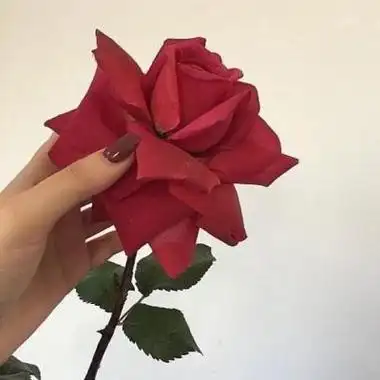 独一无二无水印花朵微信头像 微信头像图片大全 -【爱个性】