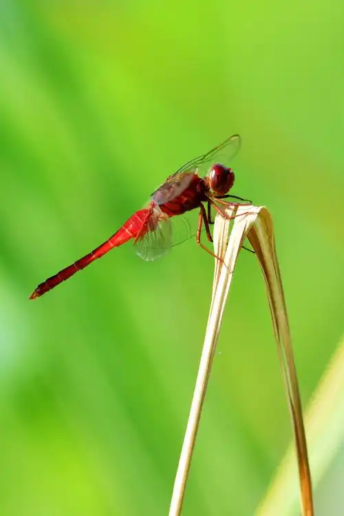 红蜻蜓