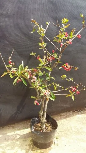 【复色海棠苗】东洋锦海棠,日本海棠 盆栽花卉,庭院观赏花