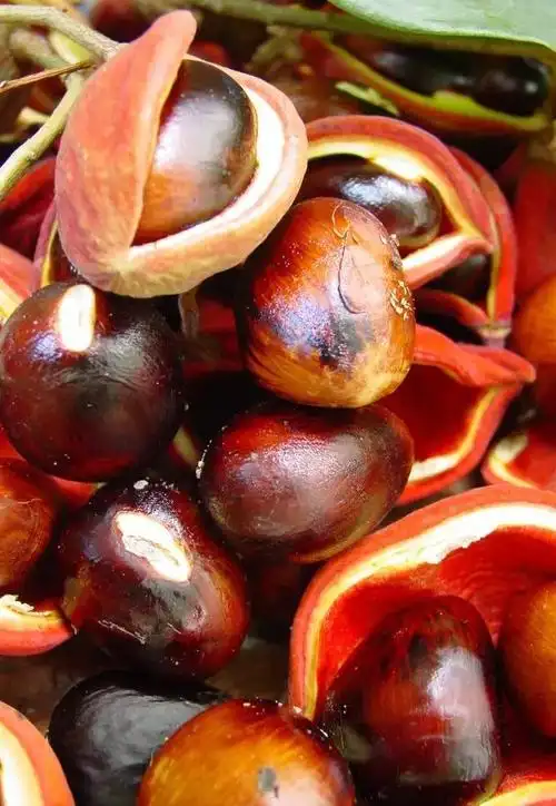 凤眼果的根茎对胃痛,胃肠炎,痧症,跌打损伤,骨折,外伤出血,风湿性腰腿