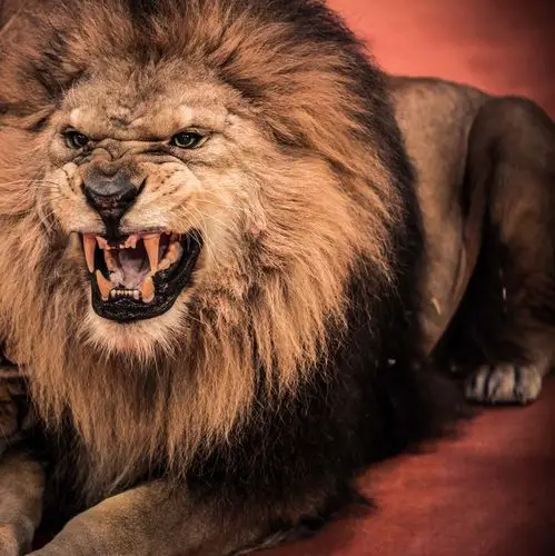 凶猛的狮子写真高清图片