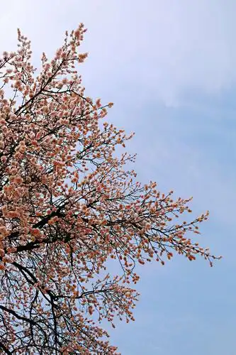 【花样垛庄】杏花微雨时节,邂逅垛庄最美的春景!