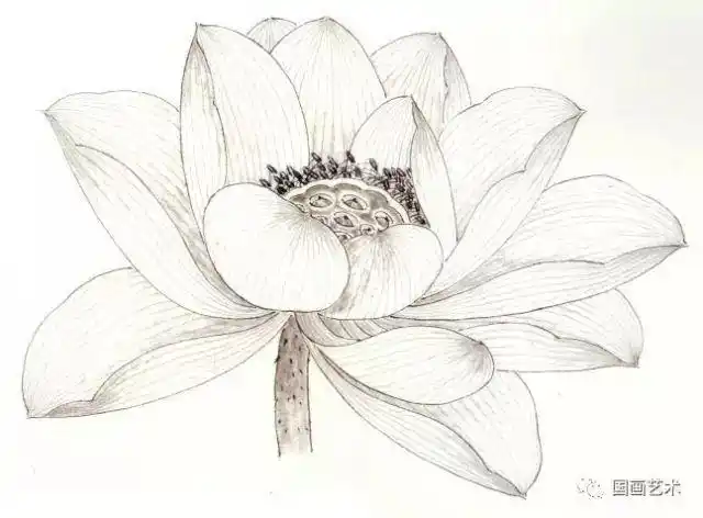 图文教程国画荷花画法步骤初学者的好素材