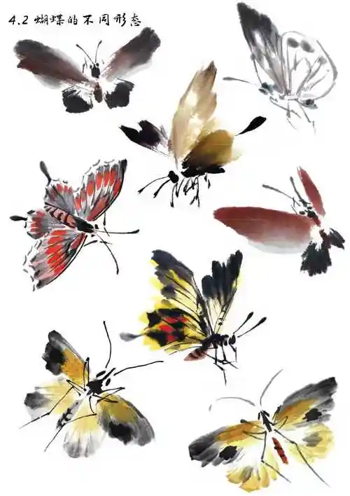 国画知识:蝴蝶不会画?那是你没有学会这几点画法,一起来临摹吧