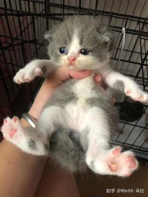 想问一下 蓝猫和虎斑配出来是什么样子的? - 知乎