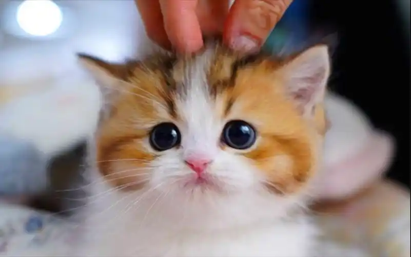 呆萌小奶猫,乖乖的太可爱了