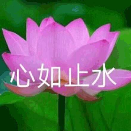 莲花gif沙雕莲花gif心如止水gif