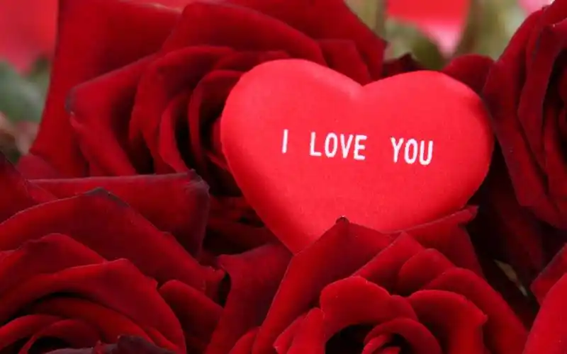 情人节爱心玫瑰,高清图片,电脑桌面-壁纸族