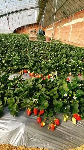 扎兰屯草莓采摘园4号棚火热采摘中诚邀您一起品尝属于这个季节的味道