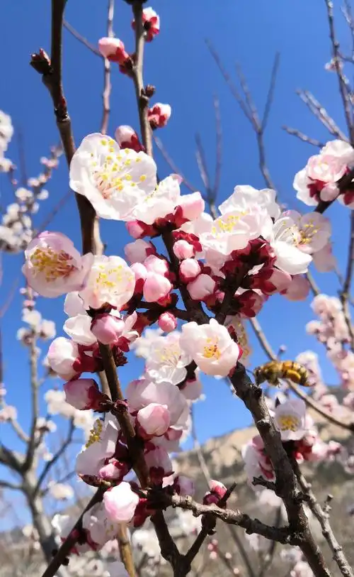 岱下二月杏花娇