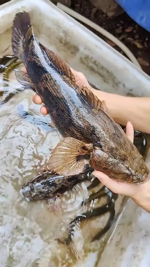 笋壳鱼到底能长多大,目前我捉到最大7斤?-度小视
