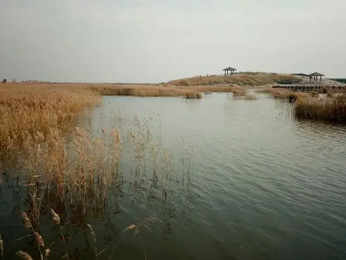 南大港湿地的初冬 - 美篇