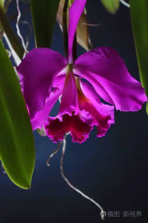 深底粉红色紫兰花