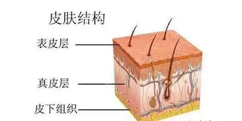 皮肤有哪些结构?    1