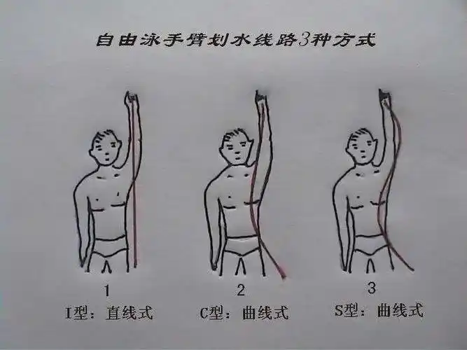 自由泳如何选择适合自己的划水路线近体直划与s型划水的利弊