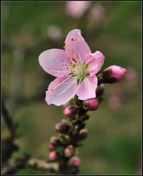 桃花(粉红色)一组