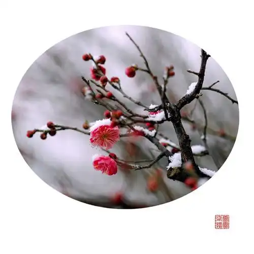 写美篇迎春故早发,独自不疑寒 墙角数枝梅,凌寒独自开 傲雪寒梅独自开