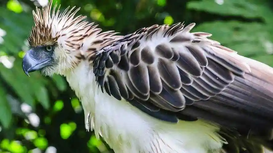 世界上体型最大的猛禽食猿雕凶残的捕猎方式令猴子闻风丧胆