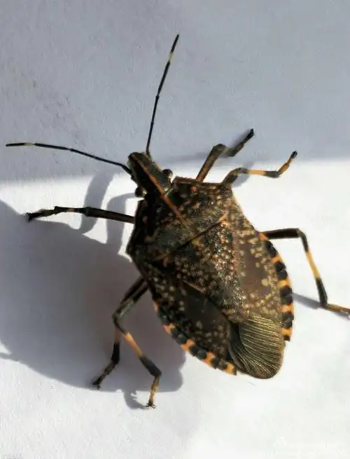 手机拍摄茶翅蝽反身