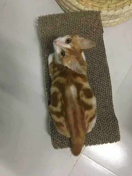 美短加橘猫的串串一般多少钱啊.