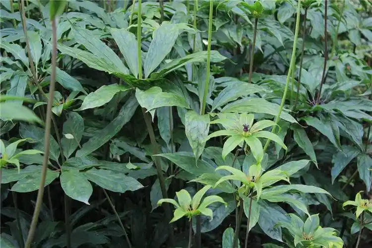 重楼(中医草药)