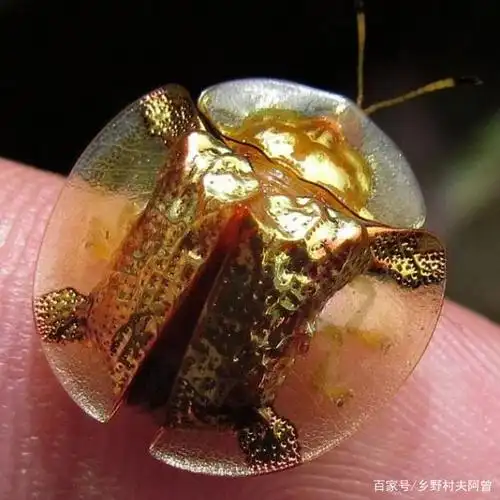 求知,这种昆虫叫什么?是"金龟子吗?