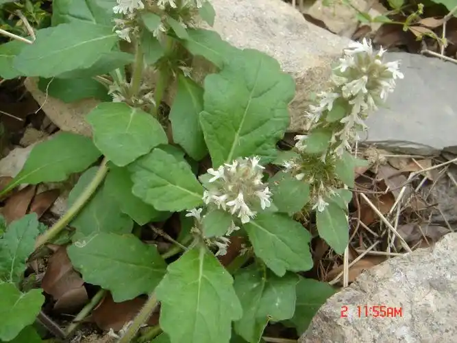 白毛夏枯草|白毛夏枯草的功效与作用_中医中药大全