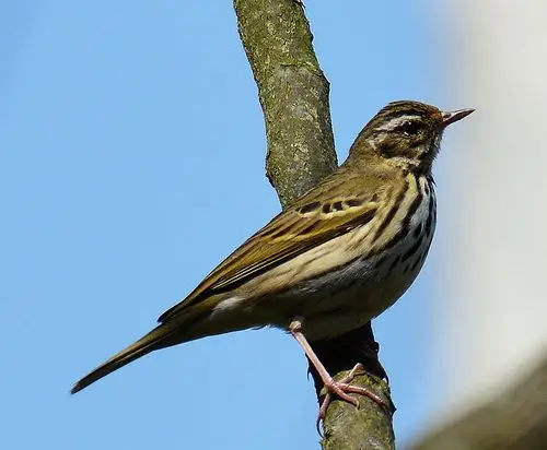 萌哒哒雀雀集锦