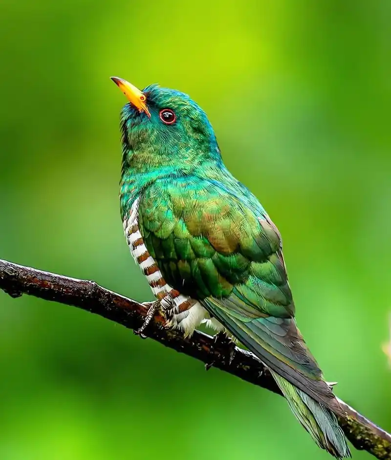 少见的雌鸟比雄鸟颜色艳丽的鸟:翠金鹃 翠金鹃 	 学名:chrysococcyx