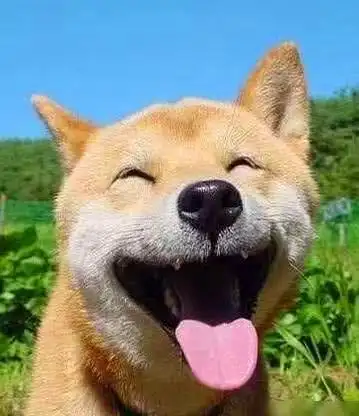 每日一笑:幽默搞笑top6,治愈系微笑,了解一下!