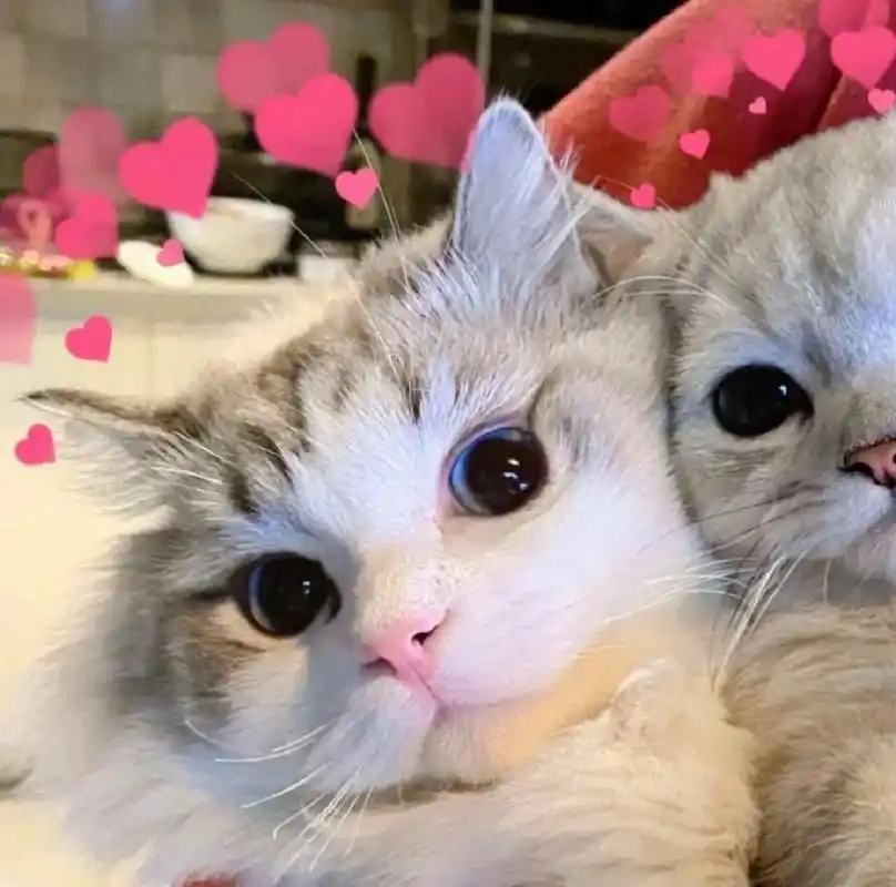 可爱🥰|猫咪情头|情侣头像| 做个乐观的女孩  保持热爱  永远热枕
