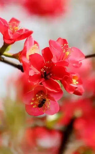 【海棠】 第 10 幅查看大图曝光:1/1600 sec光圈:f5.