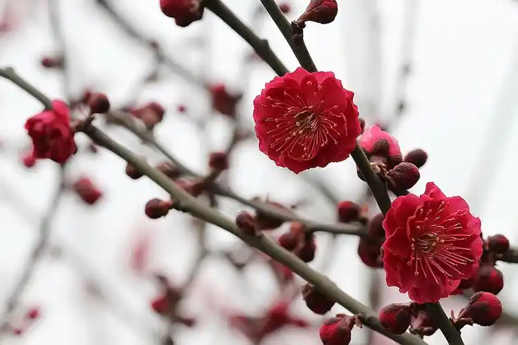 【转载】【原创】梅之四——红梅 朱砂型梅