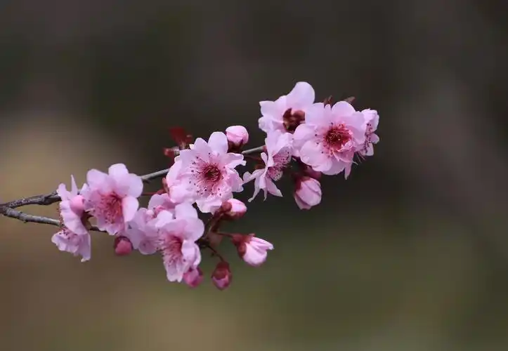 俏而不媚美人梅